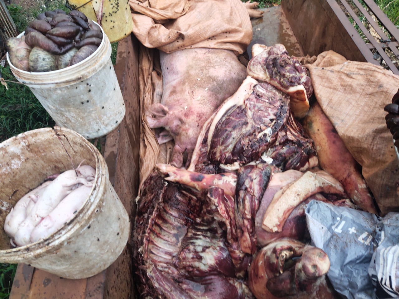 Một cơ sở giết mổ lợn bị bệnh để bán ra thị trường