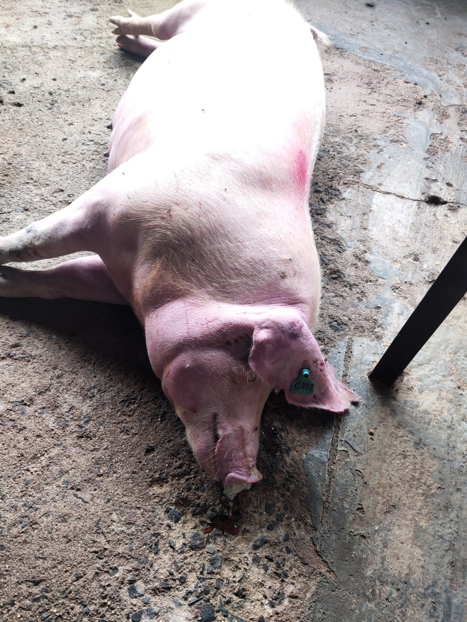 Nhiều con lợn bị bệnh chuẩn bị được bán cho thương lái