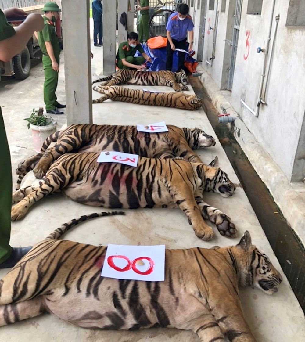 8 trong tổng số 17 con hổ chết sau khi giải cứu