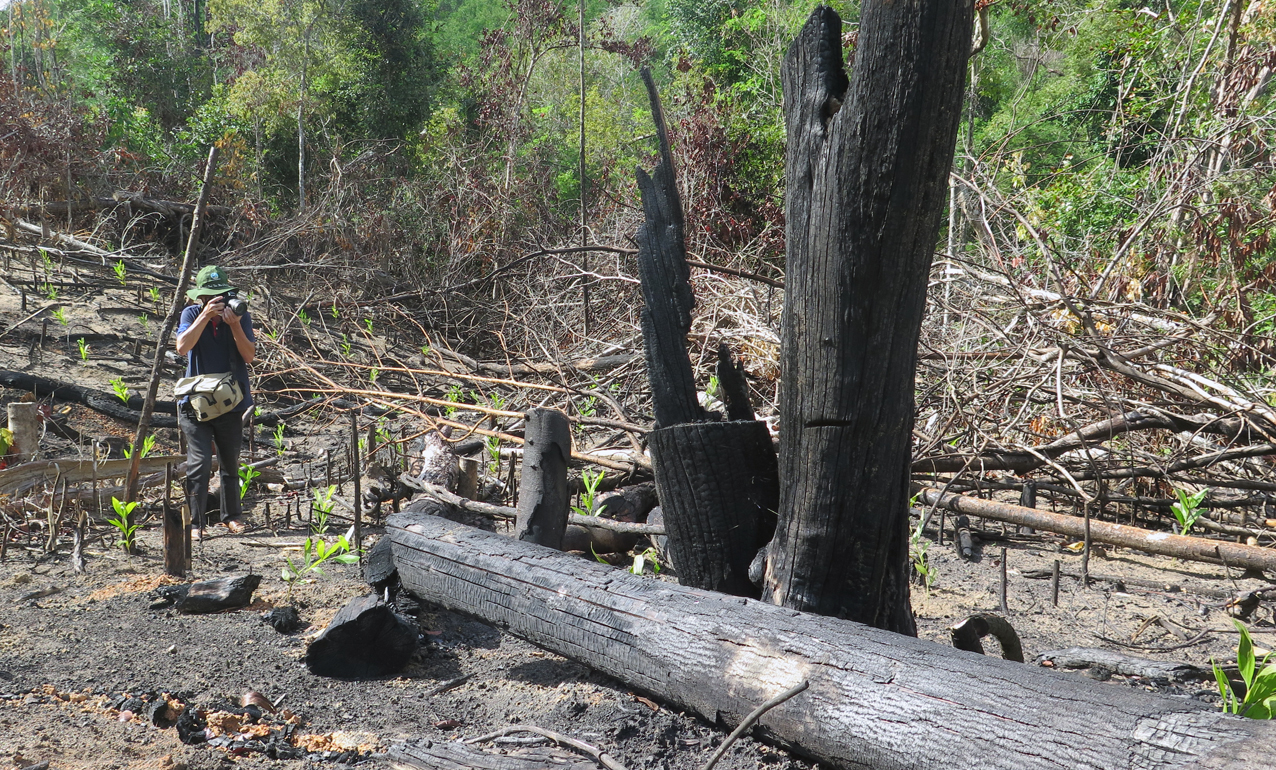 Rừng cây to bị chặt hạ đối cháy