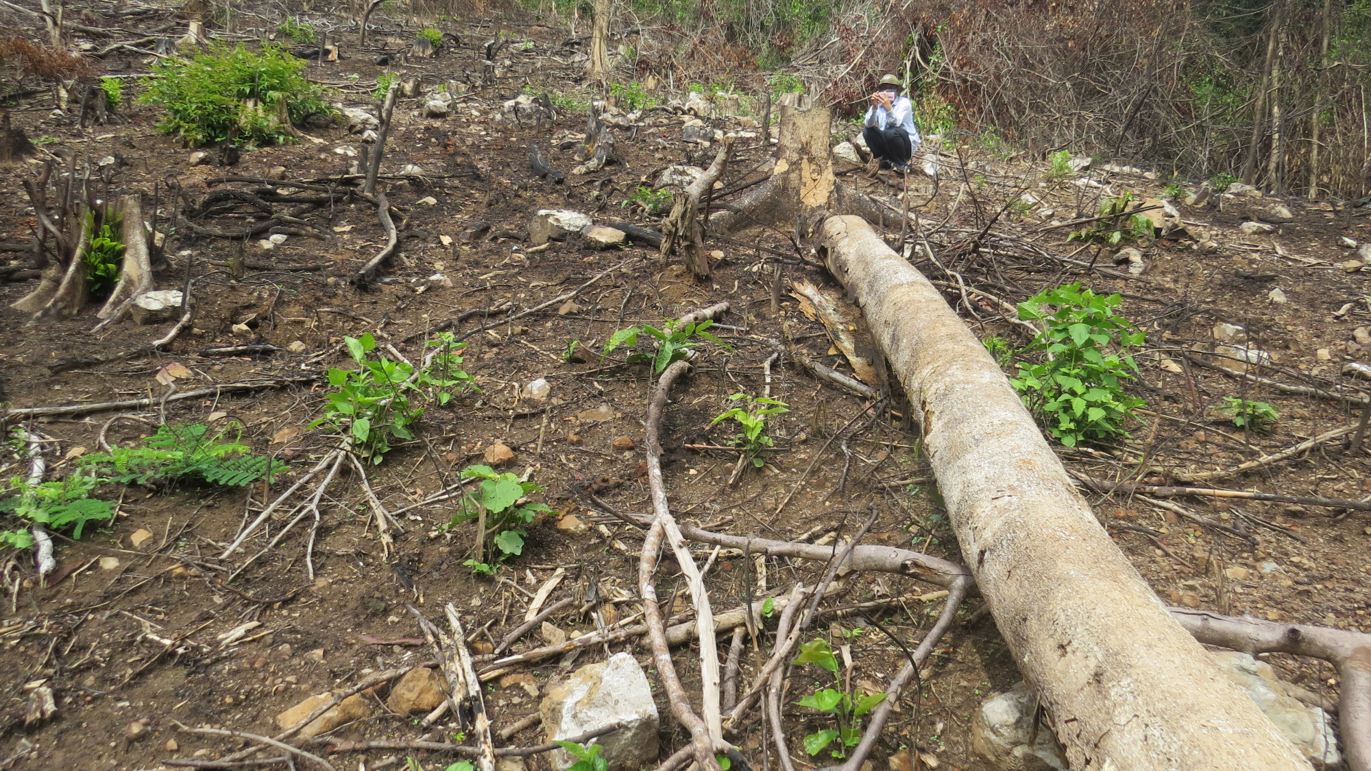 Cây rừng to dài cả chục mét bị chặt hạ