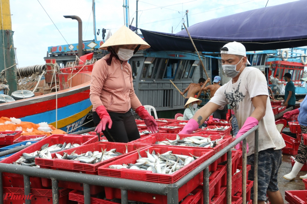 “Tàu tránh trú bão nên đổi lịch, dù đánh bắt được bao nhiêu cũng chạy vào âu thuyền tránh bão, các thuyền trưởng thông báo cho các thương lái là mối mua bán quen từ khắp mọi nơi đến chờ để mua cá nên ở đây đông đúc như thế này”, chị Thanh nói.