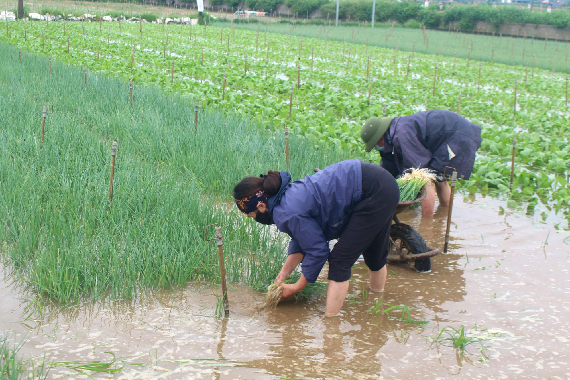Nông dân các vùng chuyên canh rau ở Nghệ An thu hoạch rau màu chạy bão