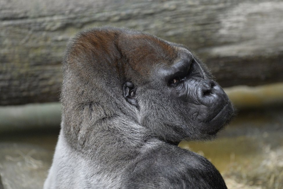 JoJo, một con khỉ đột đất thấp 33 tuổi trong môi trường sống của mình tại Sở thú Brookfield ở Chicago (Mỹ). Những con khỉ đột như nó có nguy cơ bị nhiễm COVID-19 như đã xảy ra tại Sở thú Atlanta - Ảnh: UPI