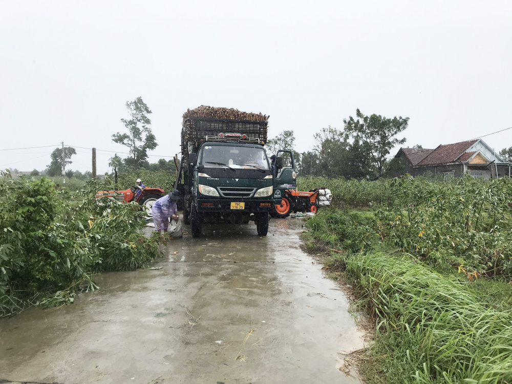 Dù mưa bão, người dân Quảng Ngãi vẫn tranh thủ bán nông sản