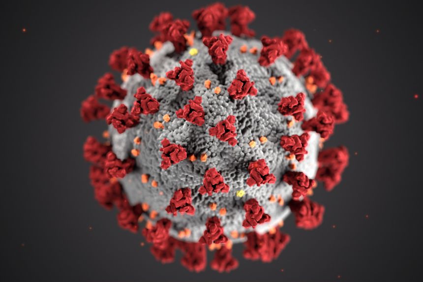 Hình minh họa một loại coronavirus. Nghiên cứu ủng hộ giả thuyết rằng đại dịch bắt đầu từ sự lây lan của virus do dơi gây ra.