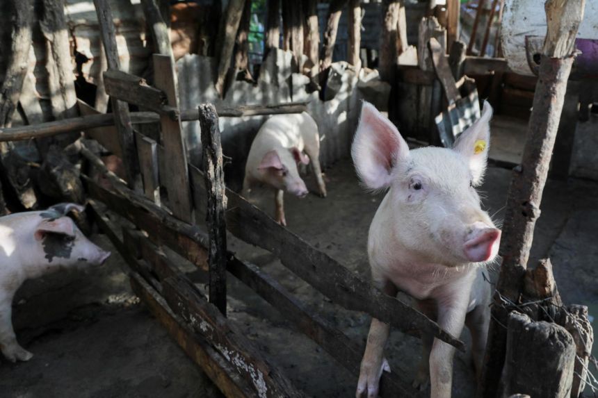 dịch tả lợn Châu Phi vô hại đối với người nhưng thường gây tử vong cho lợn. 
