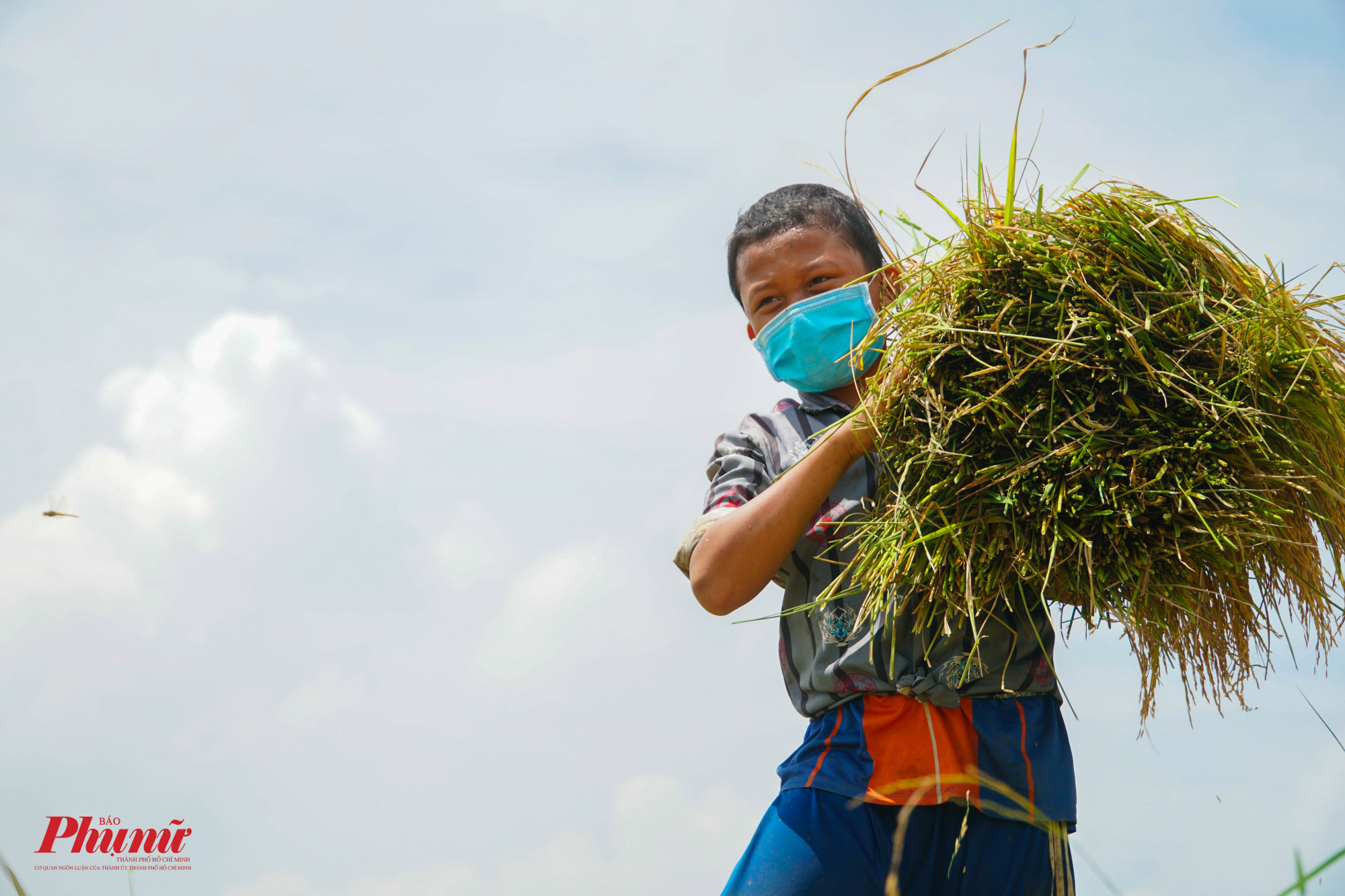 Những đứa trẻ phụ bố mẹ thu gom lúa sau khi gặt