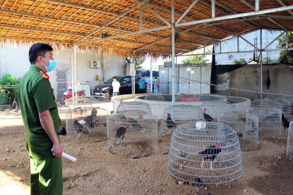 Hàng trăm con gà gọi được phát hiện trong trại gà