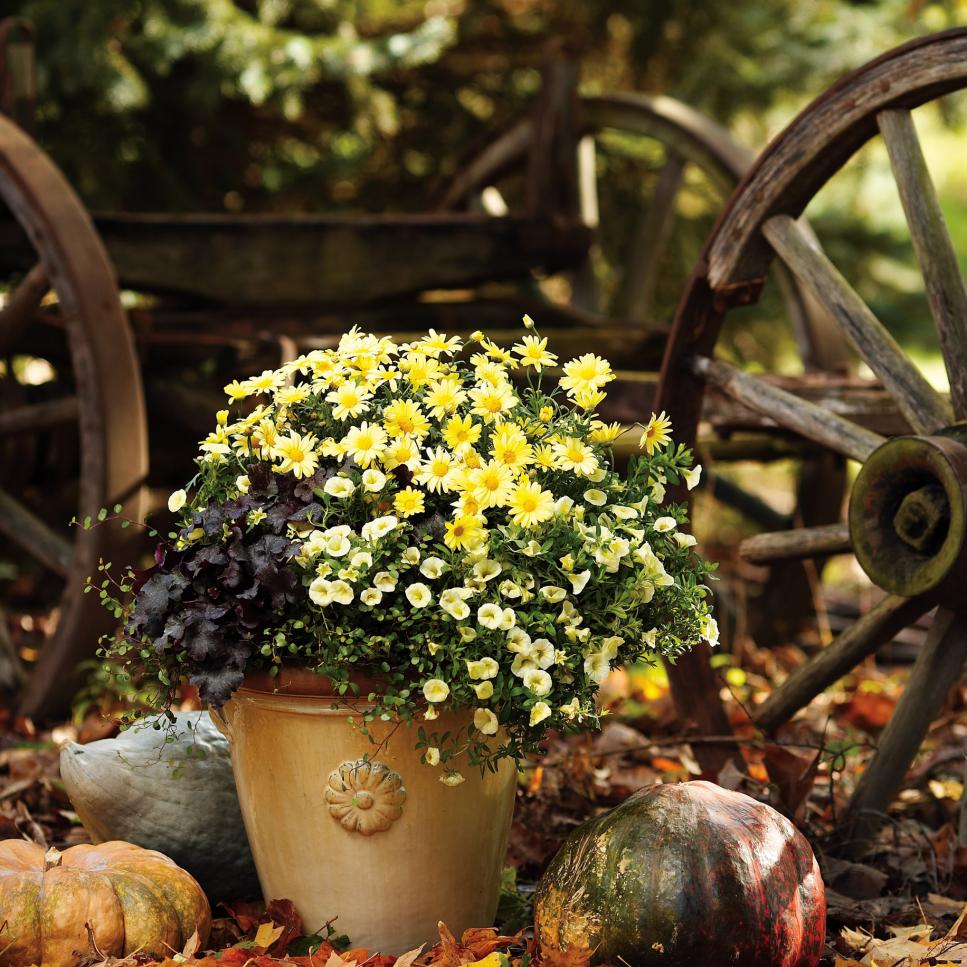 Pumpkin Patch Charmer Mang vẻ đẹp quyến rũ của những cánh đồng cỏ khô và những mảng bí ngô về nhà bằng cách lấp đầy các thùng chứa trước hiên nhà của bạn bằng hoa cúc vàng 'Marguerite', hoa vàng 'Voan', chuông san hô 'Blackberry Ice' và dây leo.