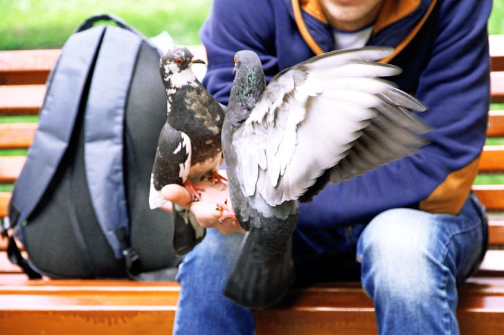 2. Cho chim ăn Cho chim bồ câu ăn là một trong những hoạt động ngoài trời yêu thích mà các gia đình hay làm mỗi khi có dịp đi chơi ngoài trời. Thật không may, hoạt động này có thể giúp con gần gũi hơn với thiên nhiên và động vật nhưng cũng chứa đầy nguy hiểm. Khả năng một con chim trong thành phố mang bệnh truyền nhiễm là cao hơn 50%. Chim bồ câu mang bệnh cảm nhiễm E.Coli và nhiều vi khuẩn liên quan đến đường hô hấp và đường ruột khác. 