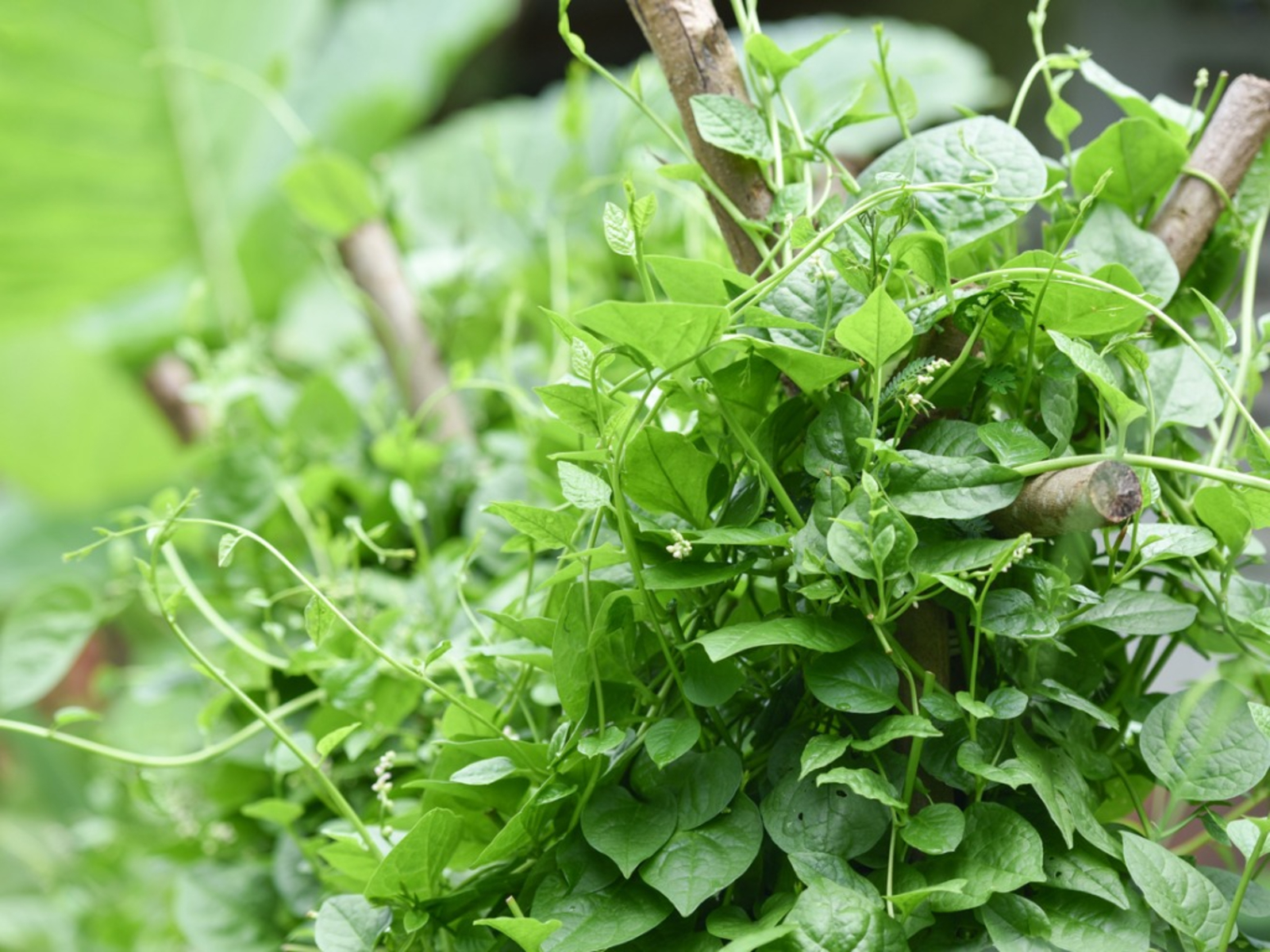 Rau mồng tơi Malabar Rau bina là một loại cây dây leo có tán lá xanh tốt vào mùa hè để làm món salad và nấu ăn. Cây này được trồng tốt nhất ở những nơi có thời tiết 90 độ trong mùa hè.