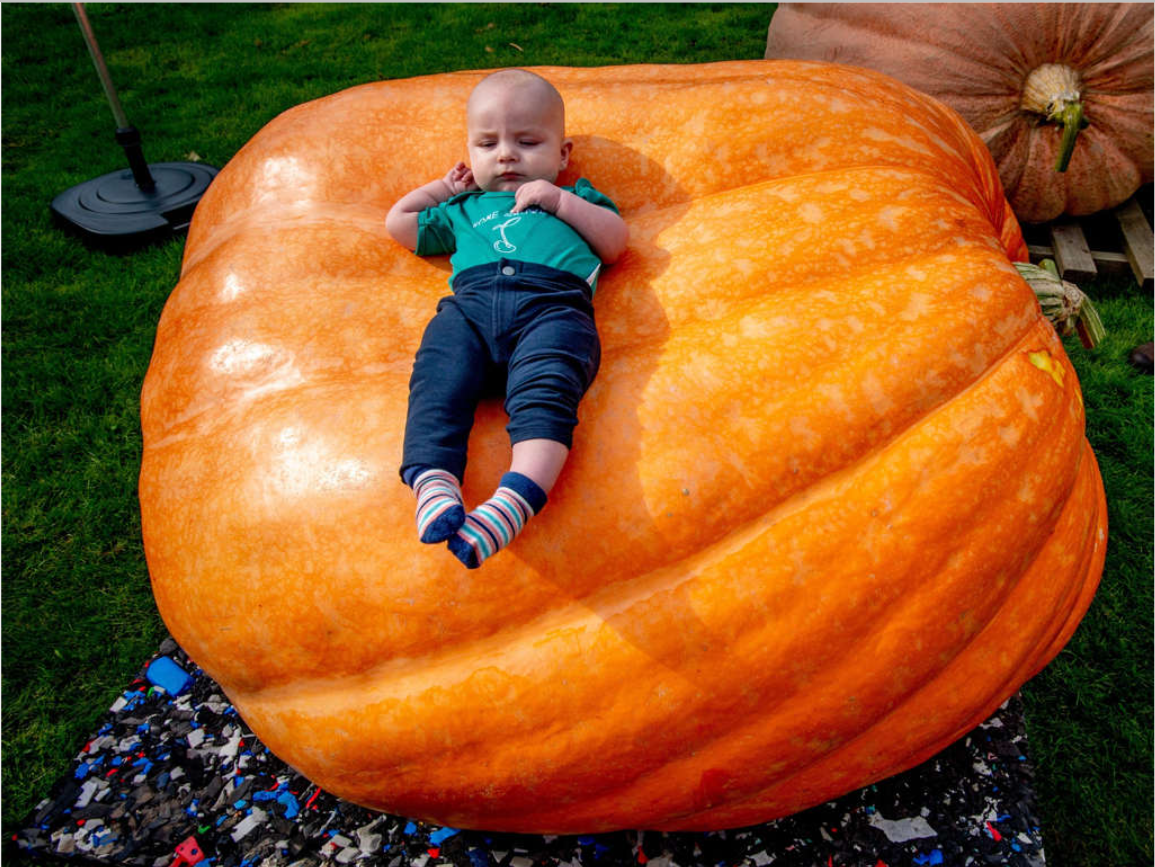 Em bé đang nằm trên một quả bí ngô khổng lồ trong một sự kiện diễn ra năm 2020 - Ảnh: Robin Utrecht/SOPA Images/LightRocket via Getty Images
