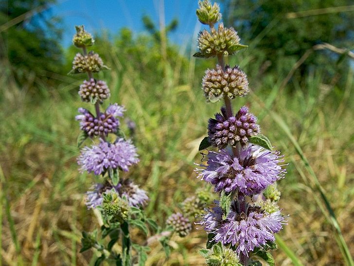 Pennyroyal là một loại thuốc chống muỗi tự nhiên nổi tiếng. Giữ thân cây bị dập nát trong túi có thể đảm bảo rằng muỗi sẽ tránh xa. Bạn có thể trồng xung quanh nhà để xua đuổi muỗi xâm nhập.