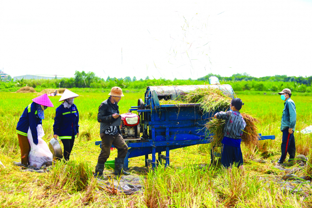 Những công nhân thất nghiệp đang cắt lúa thuê để nuôi thân và gia đình. Dẫu công việc vất vả  họ vẫn cố gắng làm, vì chịu cực đã quen