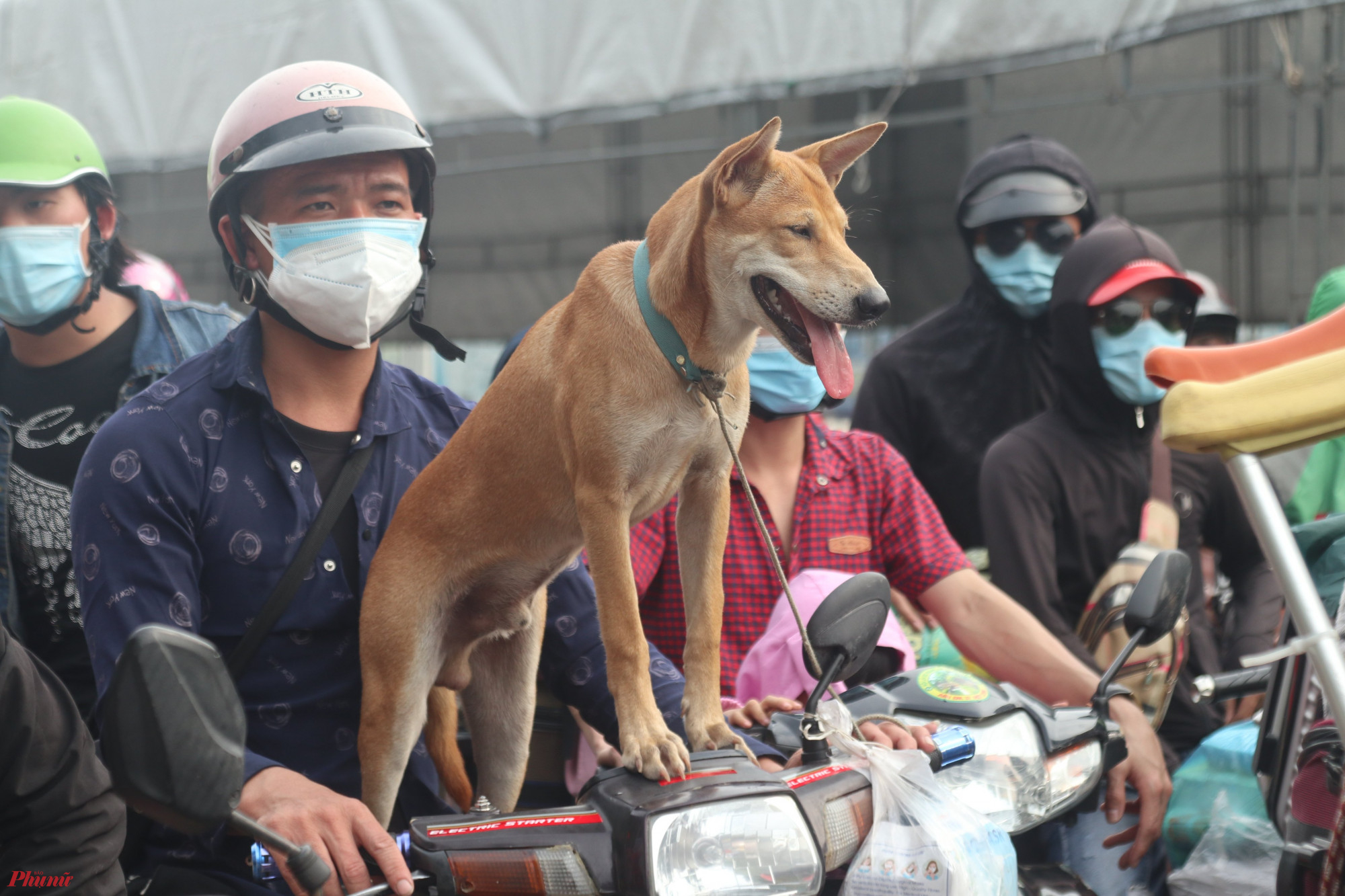 “Con chó này tôi nuôi ở trong phòng trọ ở Bình Dương lâu rồi. Tôi về bỏ nó lại thì không nỡ”, anh Nguyễn Văn Trọng (trú huyện Diễn Châu, Nghệ An) nói.