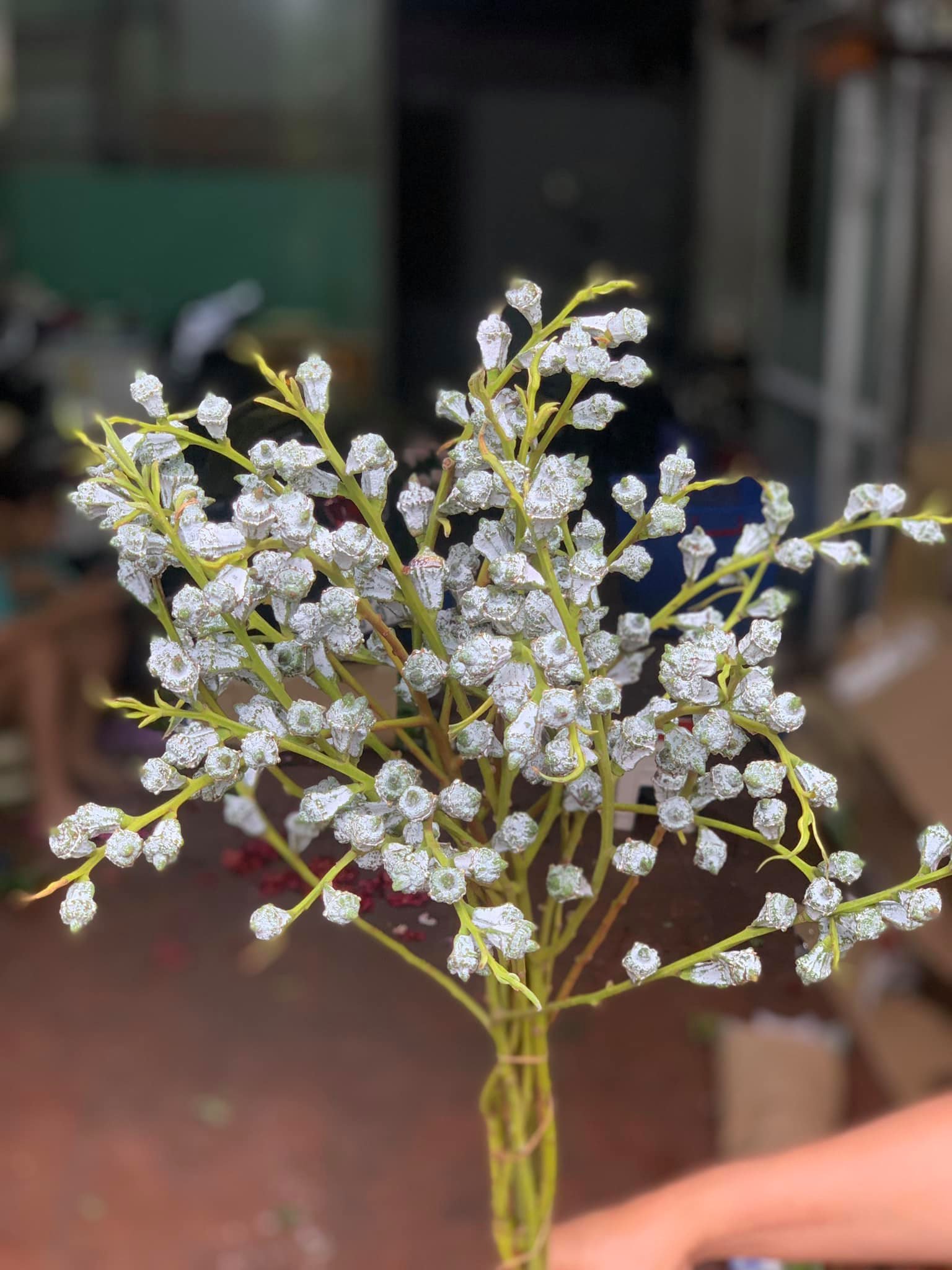 Hoa bạch đàn (còn gọi là ô mai) có giá 150.000 đồng cho một bình 3-4 cành. Đây là loại hoa cắm được nhiều chị em lựa chọn nhất trong thời gian gần đây. Theo chủ các cửa hàng hoa, loại bạch đàn này được nhập từ Trung Quốc. 