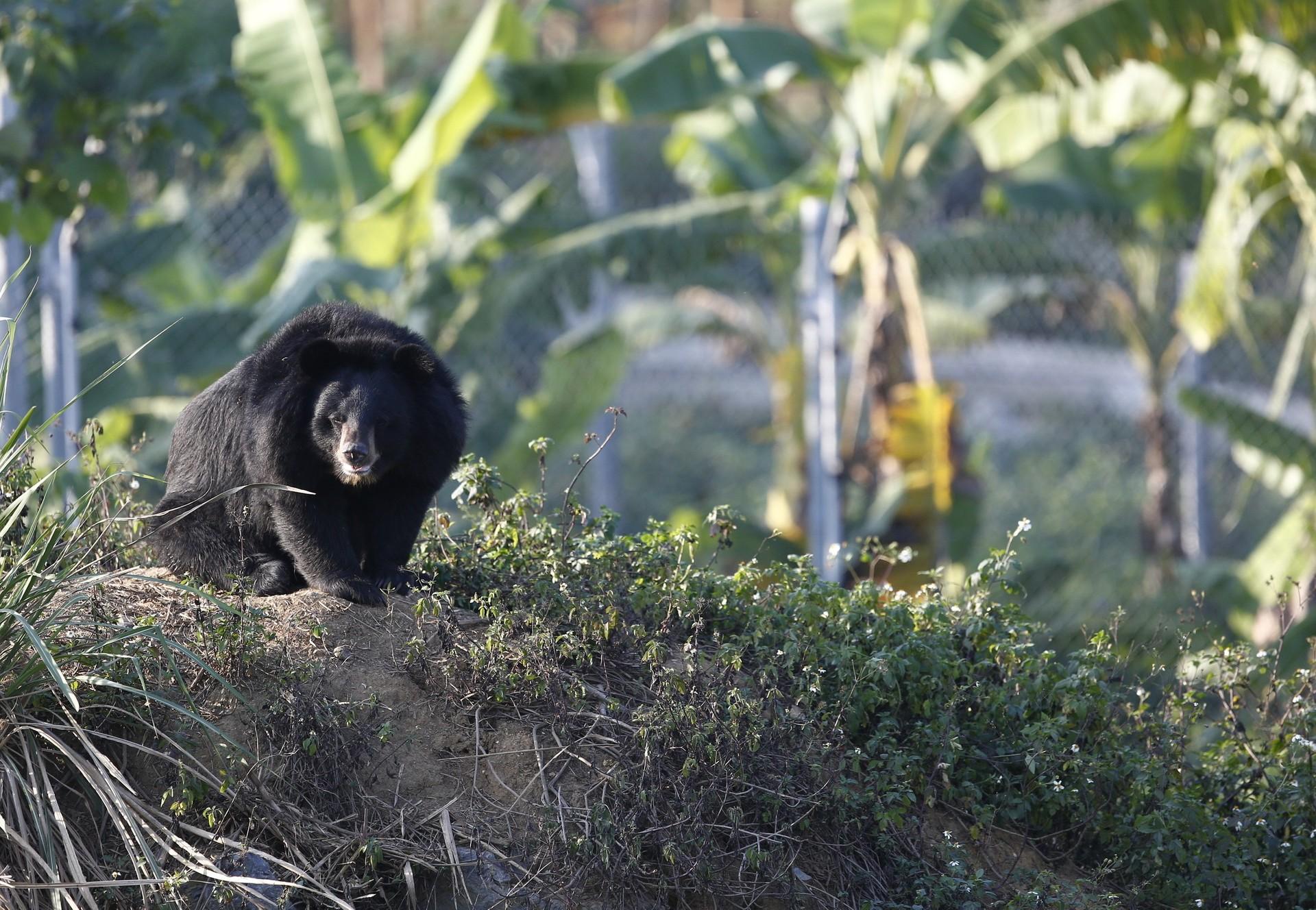 Một cá thể gấu ở Cơ sở bảo tồn gấu NInh Bình được cứu hộ và chăm sóc