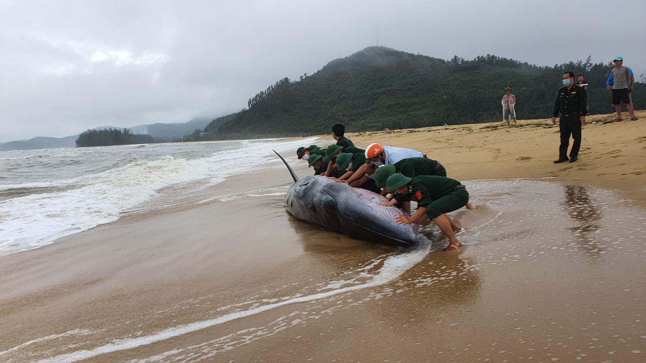 2.CBCS Đồn Biên phòng Vinh Hiền cùng bà con Ngư dân đưa cá voi về với môi trường . Ảnh: Ngọc Bình