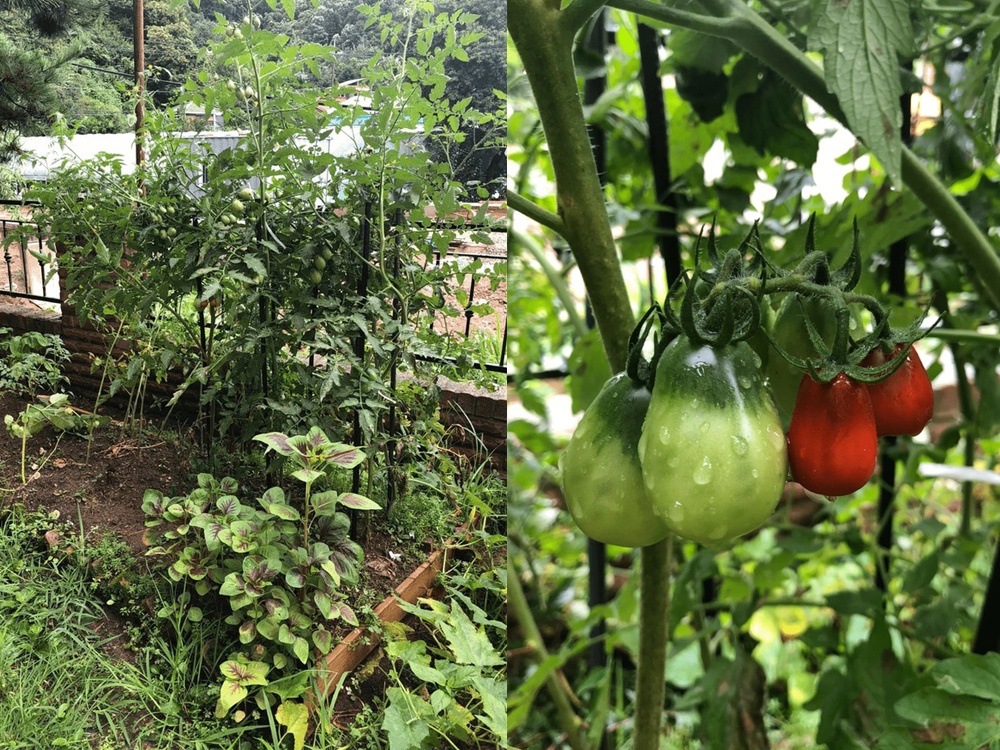 Hình ảnh một số rau trái trong vườn nhà được Thang Duy chia sẻ
