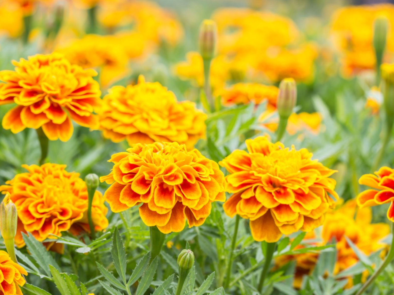 Marigolds Cúc vạn thọ vui vẻ dễ trồng ở những nơi có nắng, làm sáng khu vườn của bạn với các sắc thái vàng, đỏ và vàng khi chúng nở hoa suốt mùa hè. Cúc vạn thọ loại châu Phi hoặc châu Mỹ mọc cao từ 3 đến 5 feet, nhưng bạn có thể tìm thấy các giống ngắn hơn và nhỏ gọn hơn.