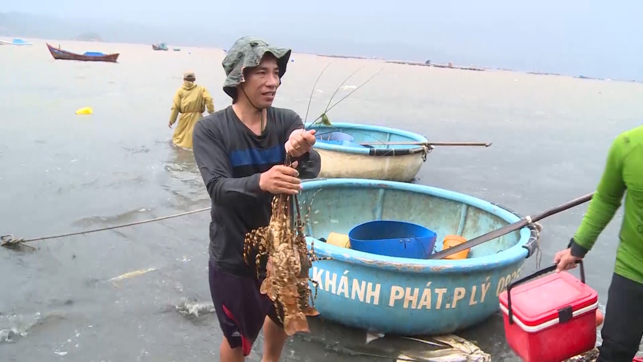 Những con tôm hùm bông có giá hơn 1,4 triệu đồng/kg, còn lại của ông Khánh chưa kịp xuất bán trong 2 ngày qua đã chết sạch.