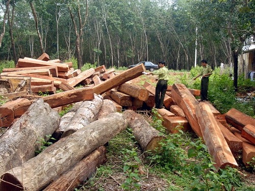 Lực lượng kiểm lâm Đắk Nông bắt giữ tang vật trong một vụ phá rừng. Ảnh minh họa.
