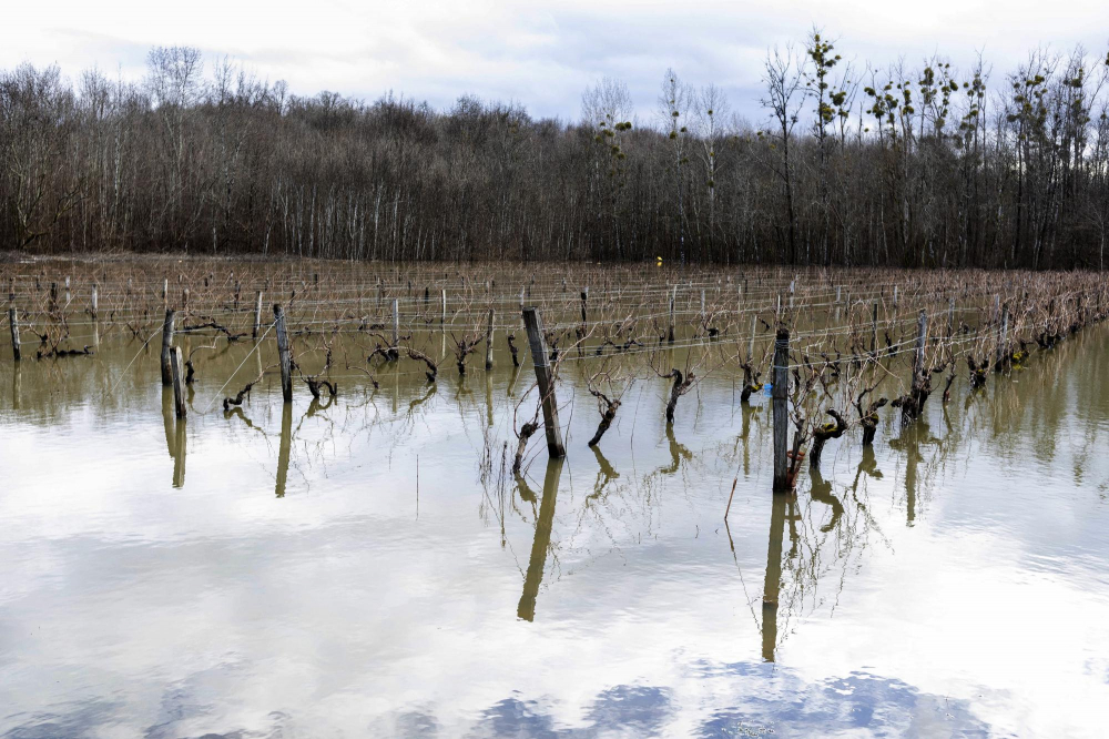 Nước lũ nhấn chìm vườn nho gần Cognac, tây nam nước Pháp vào tháng Hai