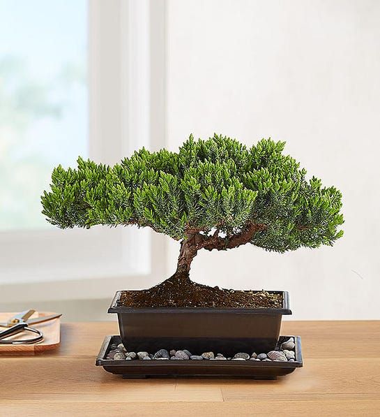 Cây bonsai Juniper này từ 1800flowers.com rất dễ chăm sóc và sẽ trở thành phụ kiện hoàn hảo trong không gian tối giản.