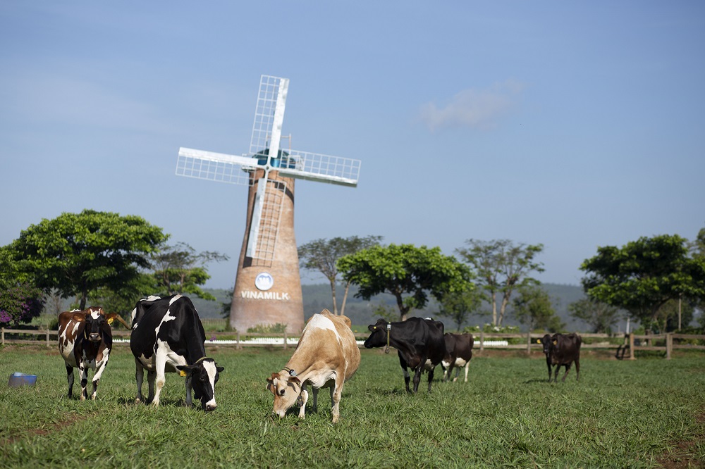 Vinamilk hiện có 2 trang trại bò sữa Organic tại Việt Nam và dự án tổ hợp trang trại Organic tại Lào dự kiến sẽ đi vào hoạt động đầu năm 2022