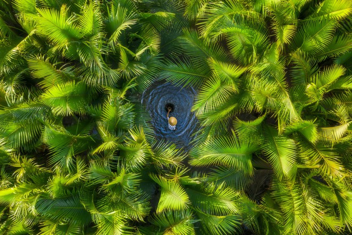 Photographer Khanh Phan won bronze in the Documentary and Tourism categories.  She received a prize of 500 USD.  The photo captures the scene of a farmer catching fish in the middle of the nipa palm forest in Quang Ngai.  This forest is up to 10 hectares wide with rich fauna.  This is considered the green lung of Quang Ngai. 
