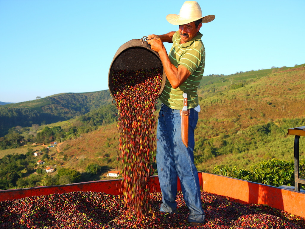 Người nông dân cần nhiều thời gian để trồng, thu hoạch và chế biến cà phê - Ảnh: Comunicaffe