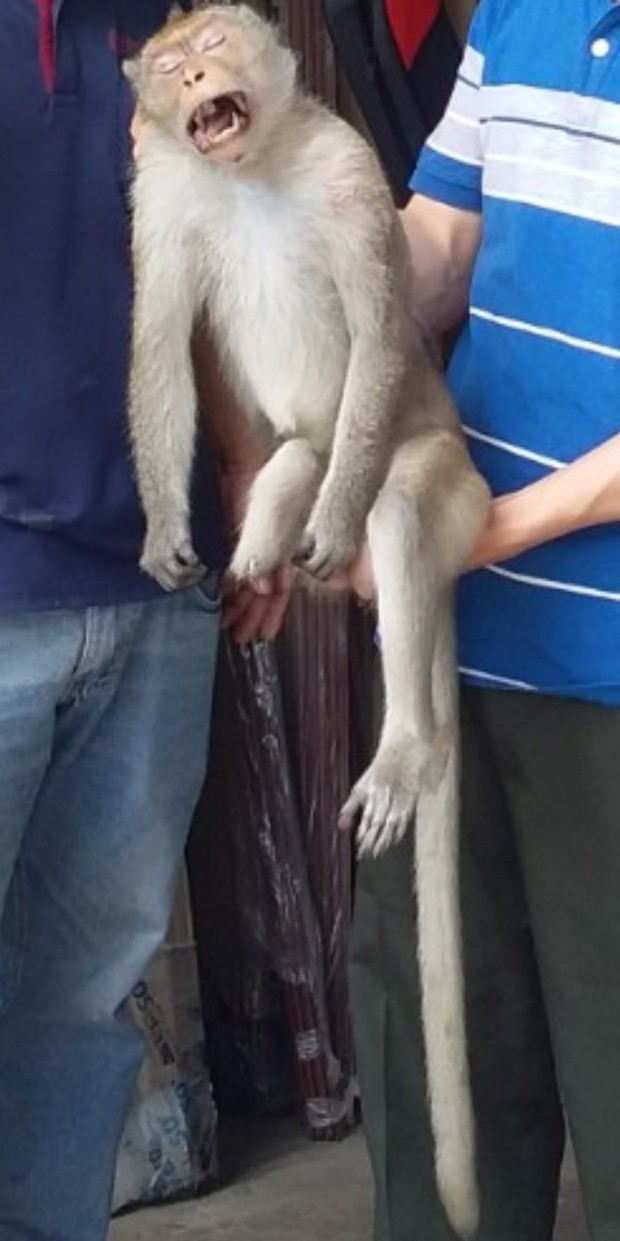 Con khỉ thời điểm bị bắn thuốc mê.