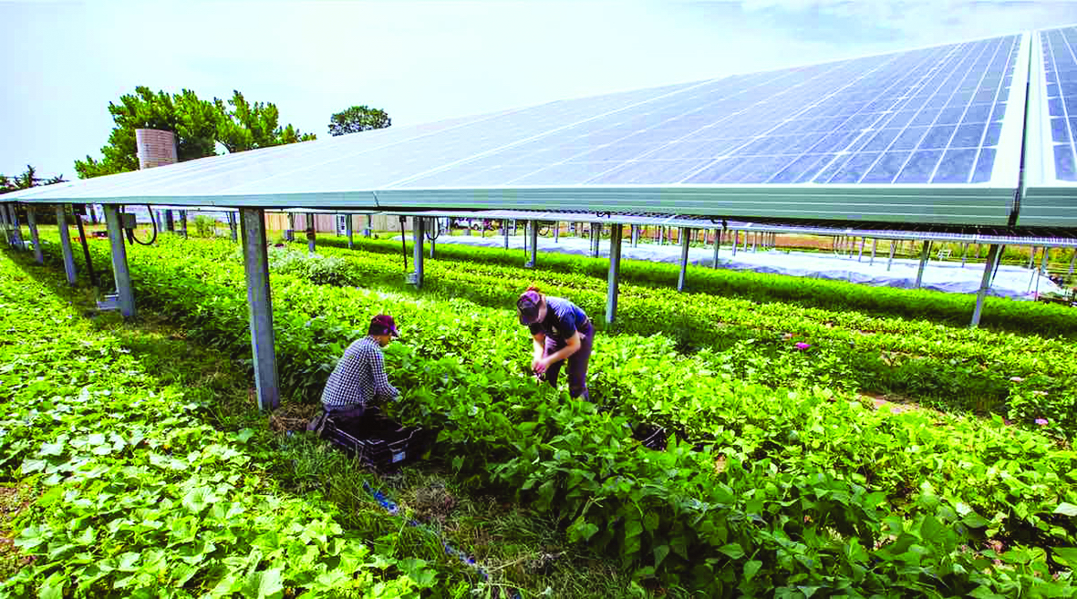 Việc canh tác bên dưới những tấm solar panel mang lại hiệu quả cao cho nông trại của ông Kominek - ẢNH: GNN