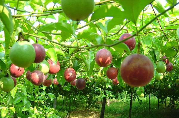 Điều kiện thổ nhưỡng đã giúp trái chanh leo trồng tại Việt Nam có chất lượng hàng đầu thế giới và được người tiêu dùng tại các thị trường Thụy Sỹ, Pháp, Hà Lan…yêu thích -Ảnh minh họa