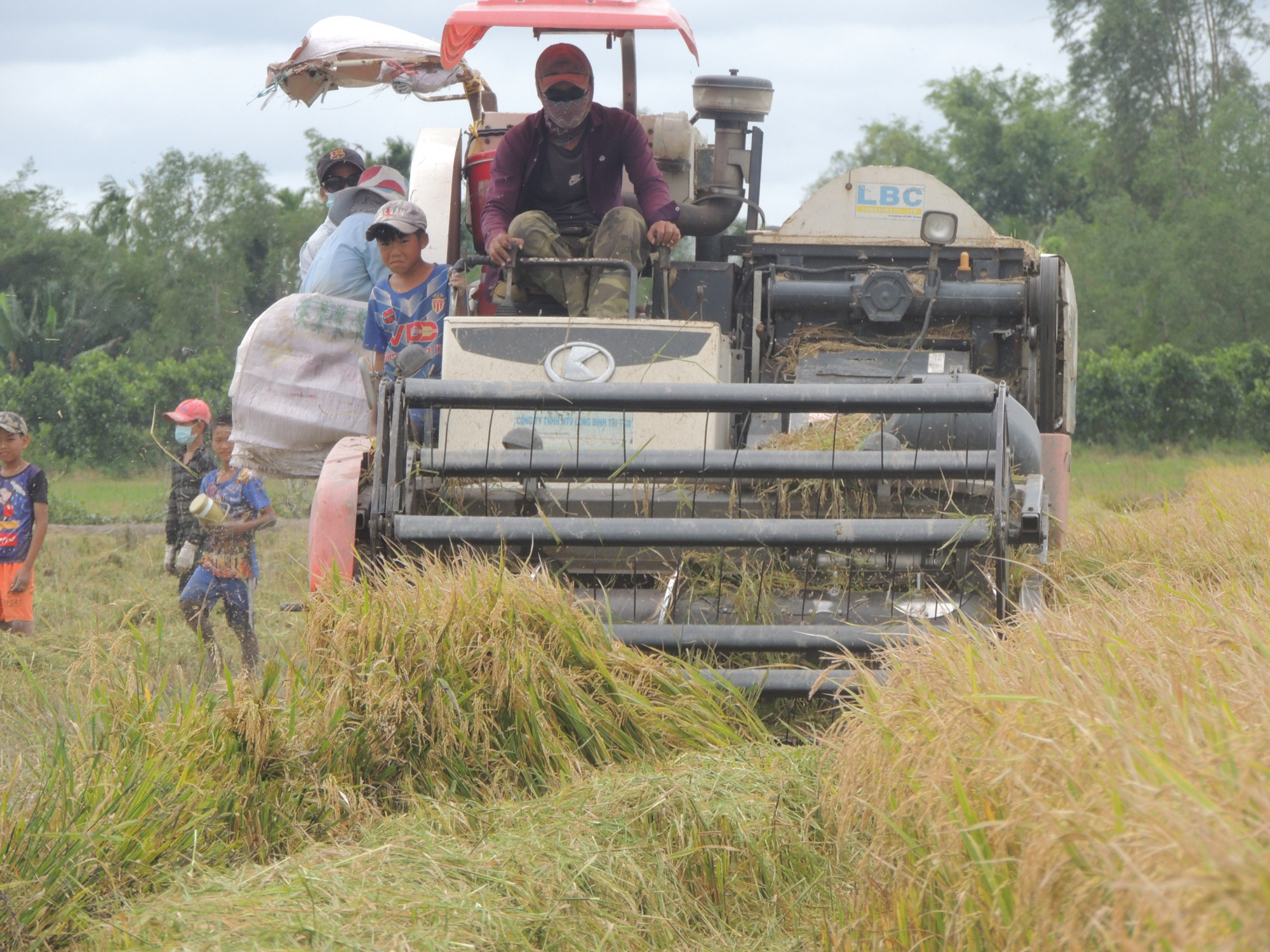 Lĩnh vực nông nghiệp về lúa, gạo được tỉnh Cà Mau khuyến khích đầu tư