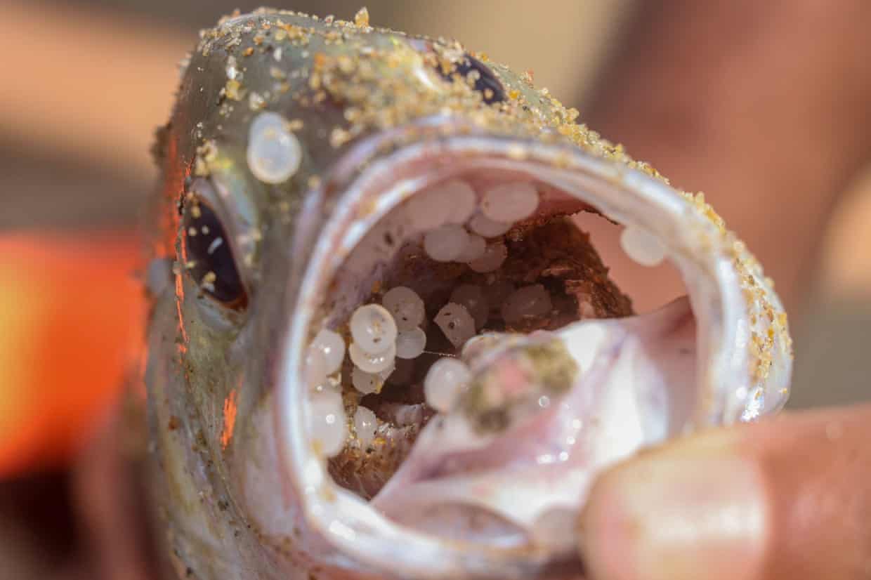 Những hạt nhựa bên trong một con cá chết dạt vào bờ biển gần Wellawatta, Sri Lanka