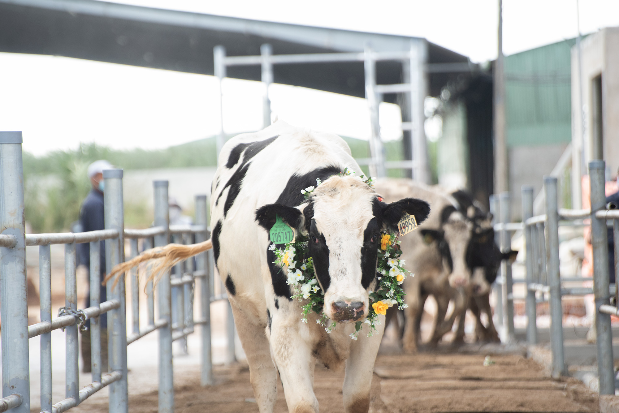 Đàn bò sữa thuần chủng 3.300 con nhập từ Mỹ về hồi đầu tháng 11 được nuôi bằng thảo mộc tại trang trại NutiMilk