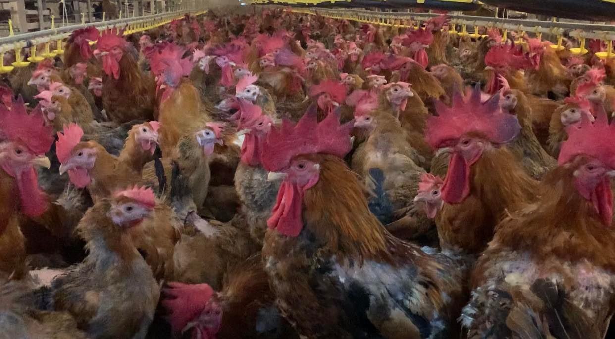 Đàn gà nuôi sinh sản của ông Khương hiện có khoảng 40.000 con