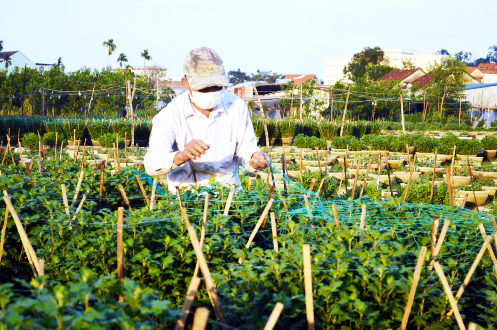 Nông dân trồng hoa Quảng Ngãi cố gắng chăm sóc hoa tết, chờ mối lái đến mua - ẢNH: THANH VẠN