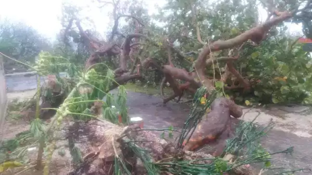 Cây xanh trên đảo Song Tử Tây bị ngã đổ do bão số 9 gây ra