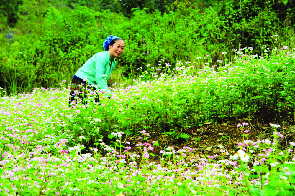 Nhiều năm qua, Hà Giang đã biết tận dụng loài hoa dại ven sườn núi đá để phát triển thành thương hiệu du lịch đặc sắc