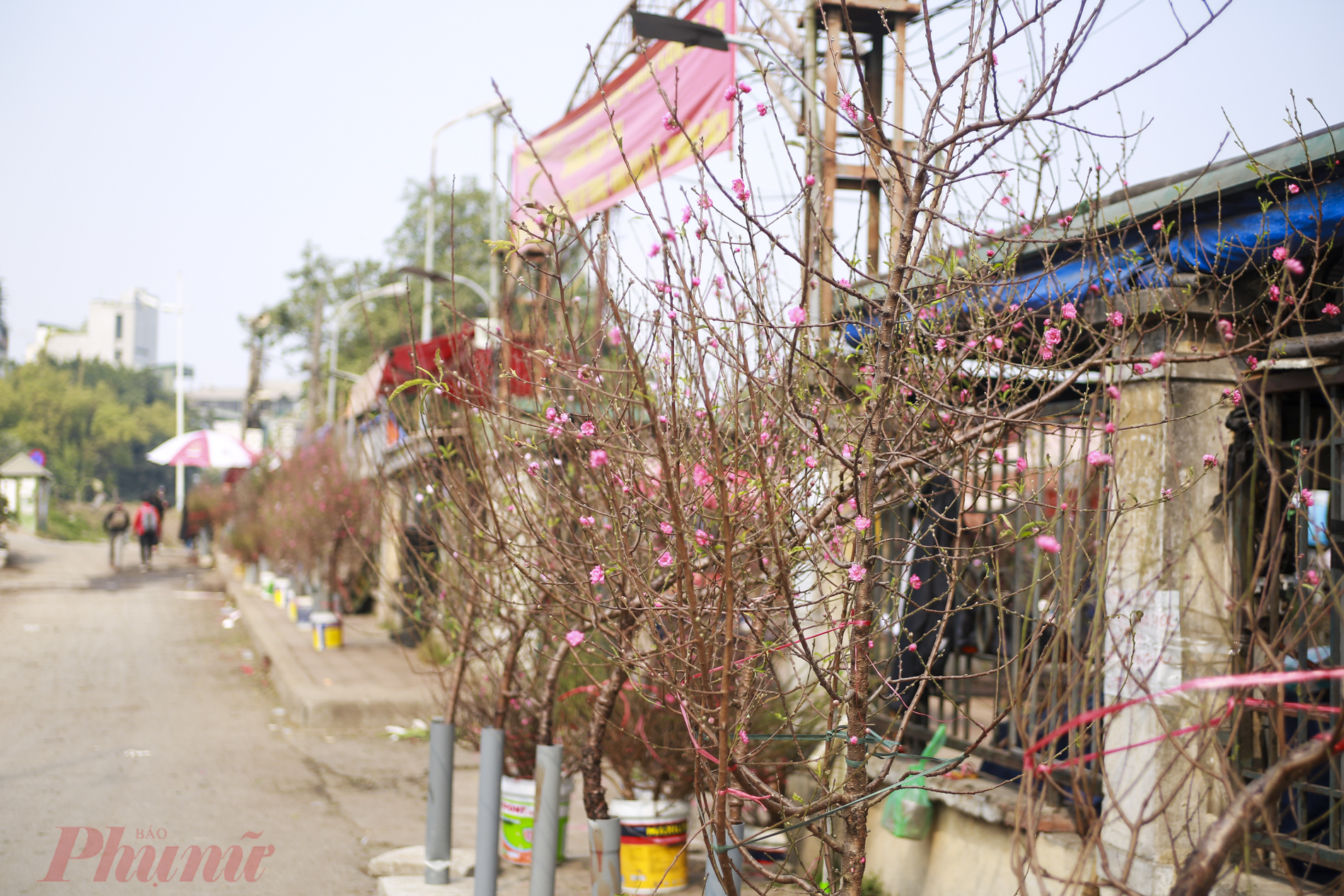 Theo ghi nhận của PV, những ngày gần đây, hàng tram cây, cành đào bắt đầu nở hoa được các tiểu thương bày bán dọc vỉa hè ngoài chợ  hoa Quảng Bá.