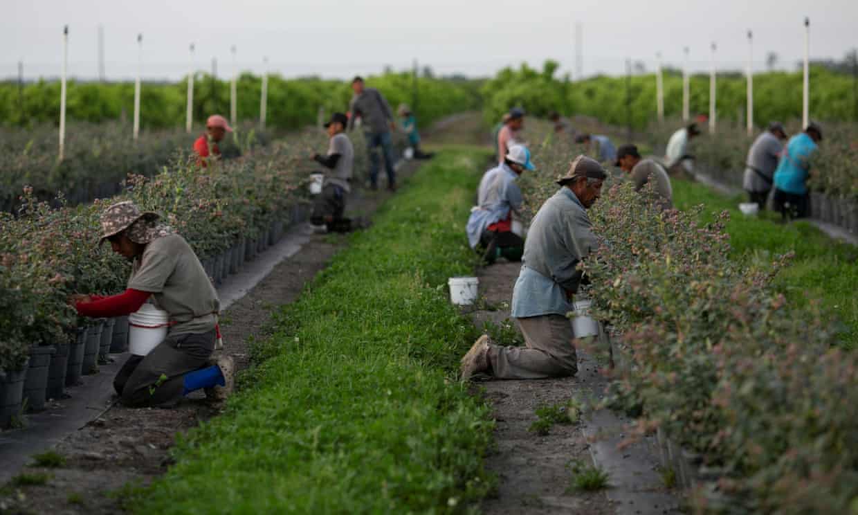 Công nhân hái quả việt quất tại một trang trại ở Florida - Ảnh: Reuters