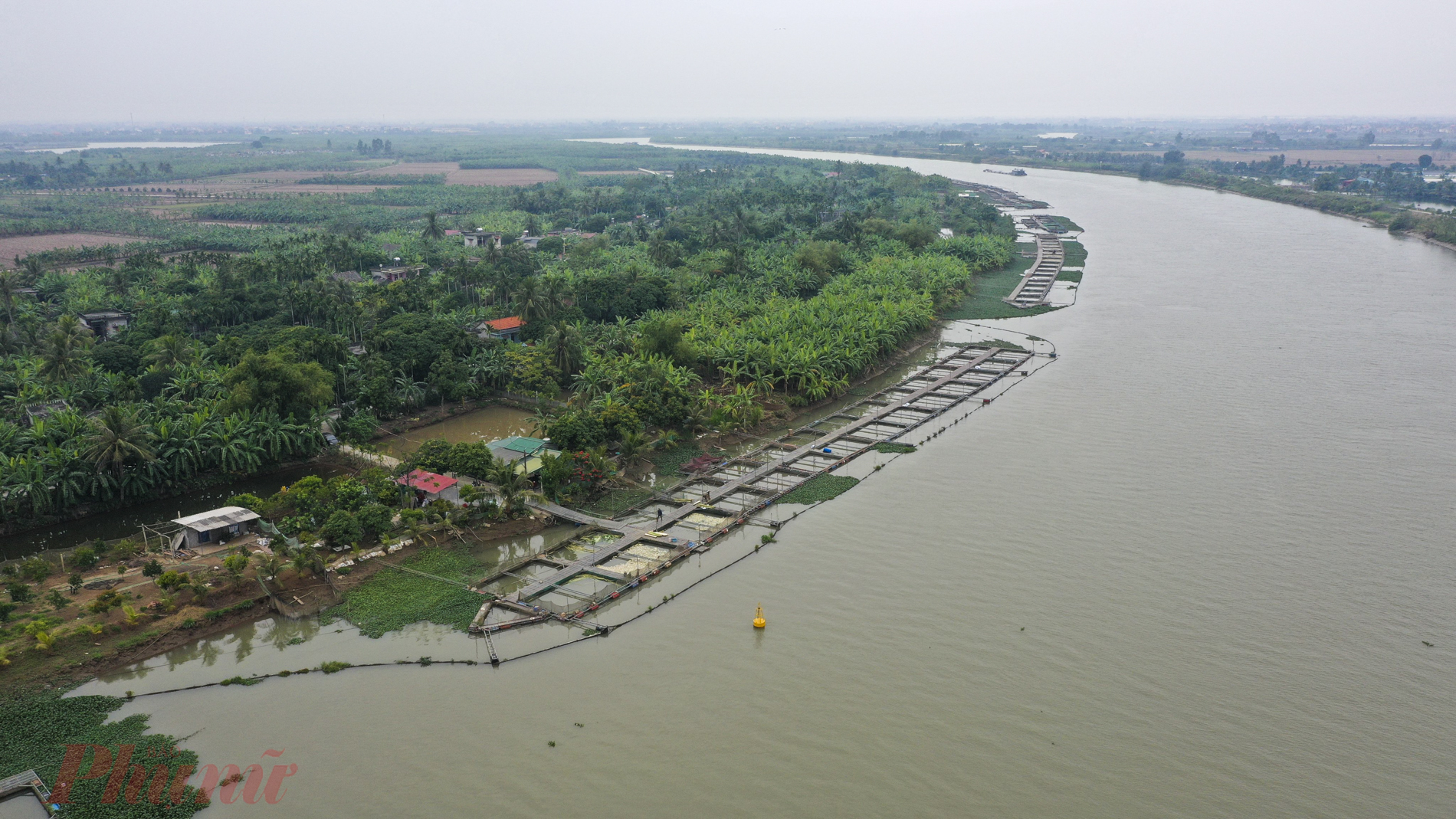 Với lợi thế về mặt nước sông, người dân ở Làng Hữu Trung đã tận dụng đẩy mạnh việc nuôi cá lồng bè nước ngọt.