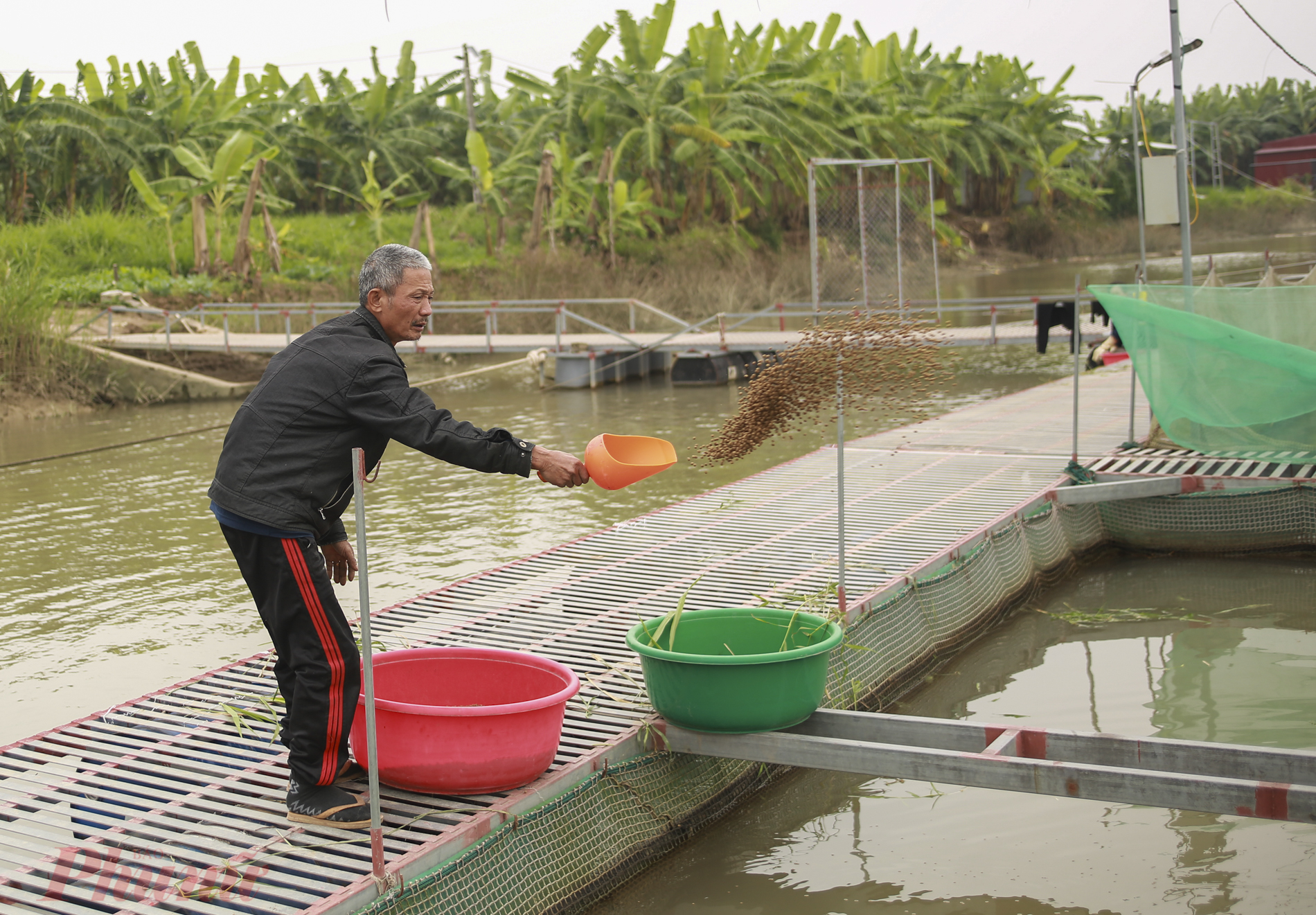 Tương tự, ông  Phạm Văn Huấn cho biết, gia đình ông có 5 lồng cá lăng và trắm, ước tính sản lượng hơn 10 tấn cá lăng và trắm đang đến kỳ thu hoạch nhưng không xuất bán được. Trung bình mỗi ngày, ông phải đổ xuống gần 5 triệu đồng tiền thức ăn cho cá. Cá càng để lớn càng tốn thức ăn, nếu cứ tiếp tục phải duy trì đàn cá lâu ngày thì rất tốn kém và bị thua lỗ.