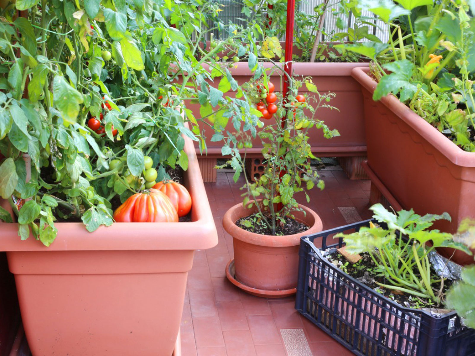 Những khu vườn trên bancon hay sân thượng vừa giúp thư giãn vừa cung cấp rau củ quả sạch. 