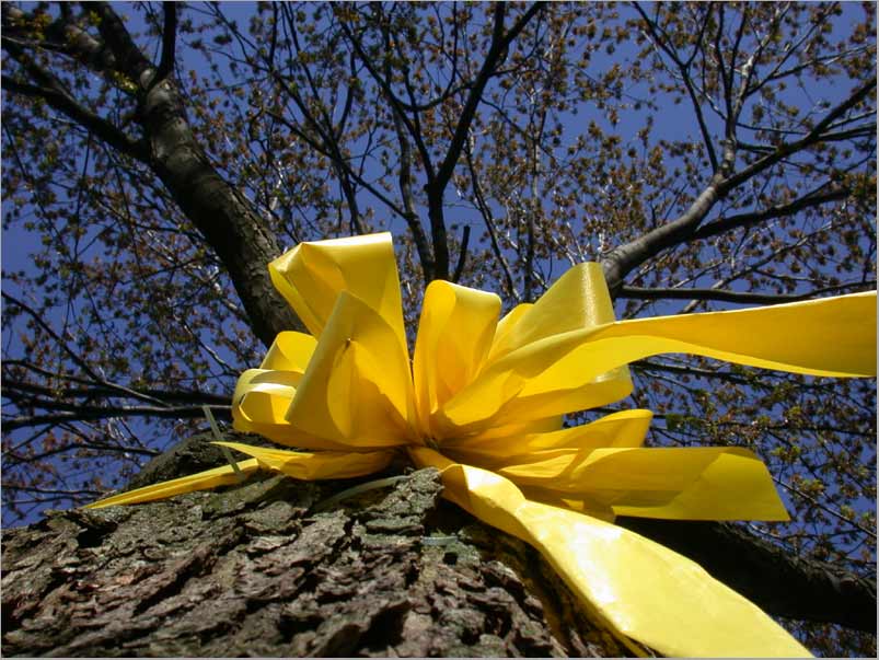 Tie a yellow ribbon round the ole oak tree (Hãy buộc dải ruy-băng vàng lên cây sồi già) là một ca khúc Anh ngữ bất hủ đầy cảm xúc kể về một người vừa ra tù không biết có được vợ đón nhận hay không 