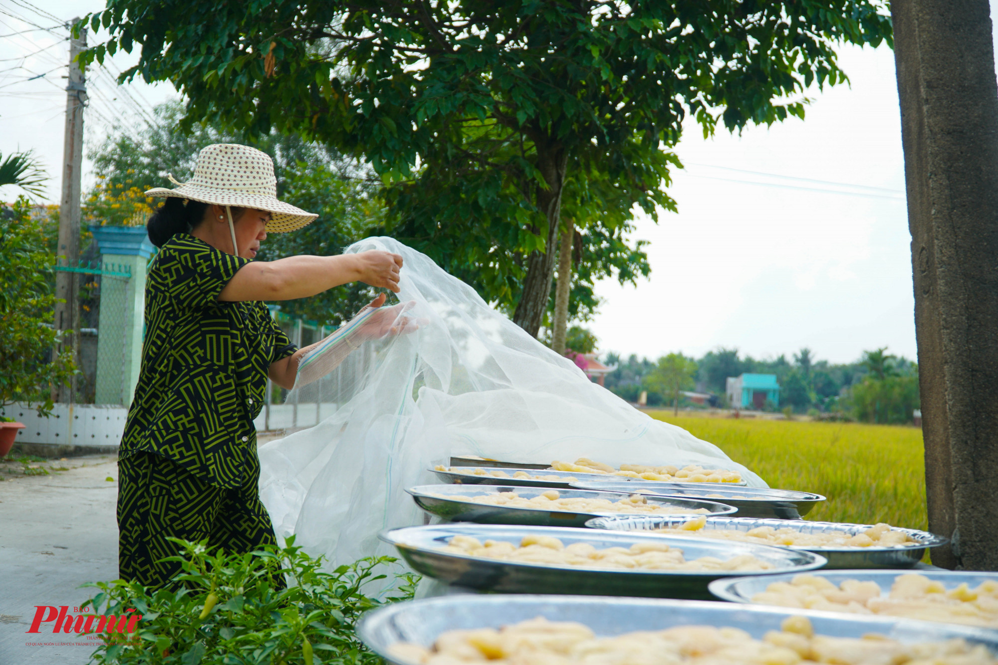 Gừng được phơi dưới nắng gắt, có vải mùng trùm kín để tránh bụi và ruồi