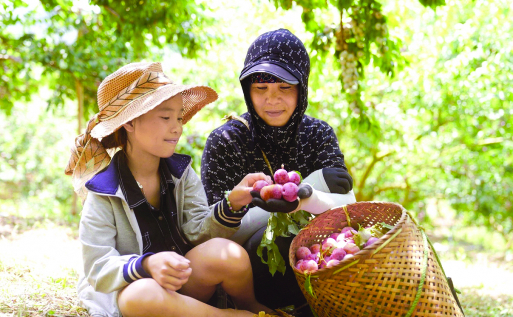 Mận ruby Sơn La được chị Lê Na chọn để nâng tầm thương hiệu và thúc đẩy tiêu thụ trái cây đặc sản Việt Nam
